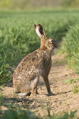 Sitting brown hare (lepus europaeus)