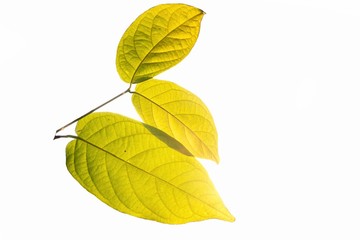 Fototapeta premium Autumn leaves on a white background 