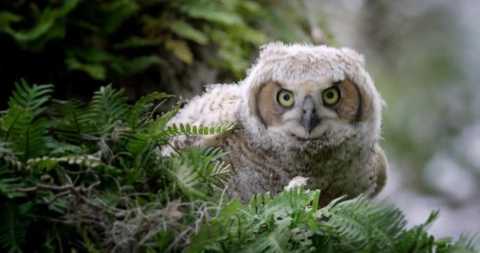 Close up of great horned owl in nest