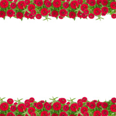 Zinnias flower frame isolated on white background, Red flower blooming with leaf