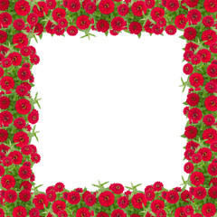 Zinnias flower frame isolated on white background, Red flower blooming with leaf