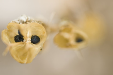 hyacinthoides non-sripta) seed heads