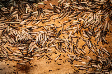  Termites eat the house.