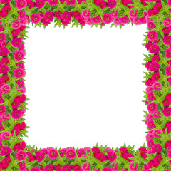 Zinnias flower frame isolated on white background, Pink flower blooming with leaf