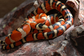 Lampropeltis pyromelana