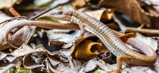 Lagarto e folhas secas.