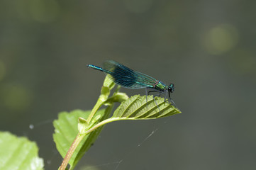 Banded Demoiselle.(Calopteryx splendens)