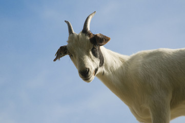 Fototapeta premium Domestic Goat