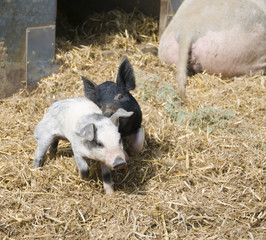 Two piglets chasing each other © Derek
