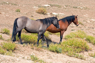 Gray Silver Grulla stallion and Bay mare wild horses in the Pryor Mountains Wild Horse Range in...