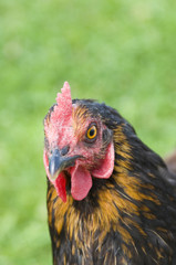 Chicken