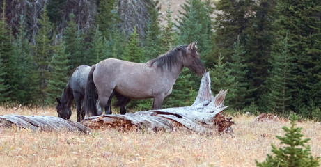 Grulla Stallion wild horse next to dead tree log in the Pryor Mountains Wild Horse Range in Montana...