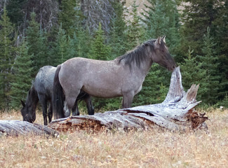 Grulla Stallion wild horse next to dead tree log in the Pryor Mountains Wild Horse Range in Montana...