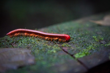 Red millipede in Gunung Mulu national park Borneo Malaysia