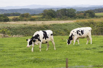 Fototapeta premium ホルスタイン／牛／北海道上平牧場