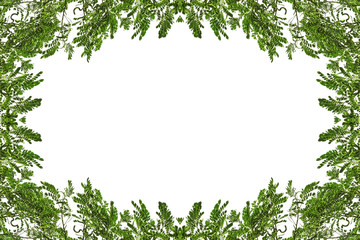 Fototapeta premium Tree branch border frame for background with space for your design image or text