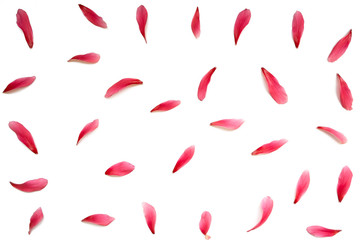 Red Petals on white background