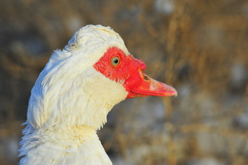 The ducks