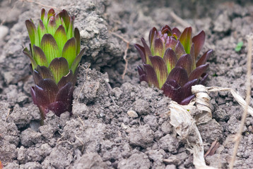 Budding up