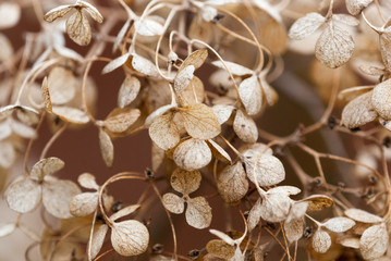 Last of the Hydrangea