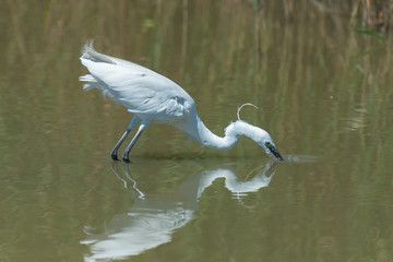 White egret fishing in the lake, beautiful white bird
