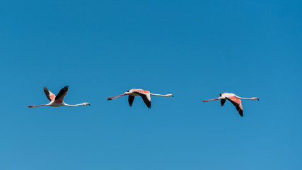 Flamant rose, trois oiseaux roses volant dans le ciel bleu