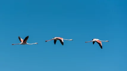 Crédence de cuisine en verre imprimé Flamant Flamant rose, trois oiseaux roses volant dans le ciel bleu