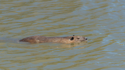 Obraz premium Coypu, wild animal swimming in a lake in Camargue 