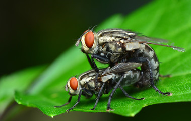 flies are in the intercourse
