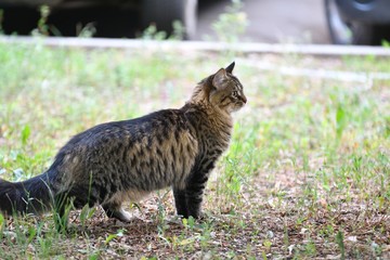 Siberian cat breed