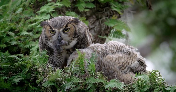Close up of great horned owls eating food on tree