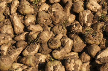 Pile of sugar beet in winter