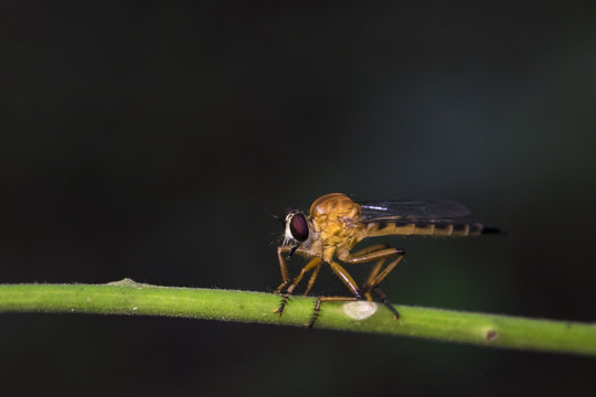 Image of an robber fly(Asilidae) on a branch on the natural background. Insect Animal