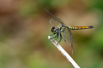 Image of trithemis aurora dragonfly(female) on nature background. Insect Animal