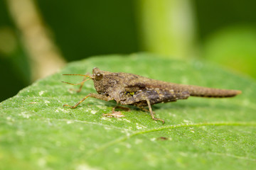 Image of brown grasshopper on green leaves. Insect Animal. Caelifera., Acrididae