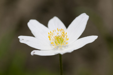 Close up of Wood anemone (Anemone ursinum)