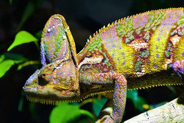 Obraz premium Chameleon