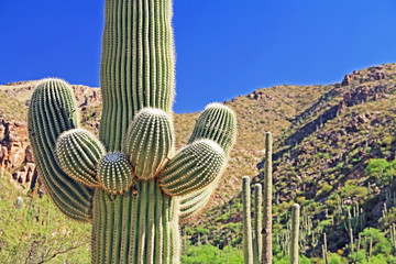 Saguaro Cactus with Mount Lemmon in the background in Tucson, Arizona, USA in the Santa Catalina...