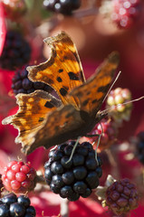 Comma butterfly (Polygonia c-album) on bramble (rubus spp)