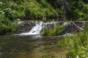 Naklejka na ściany i meble Beaver Dam on Huntiington Creek in Emery County Utah