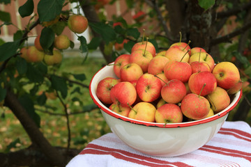 Delicious organic crab apples in an antique bowl under a apple tree