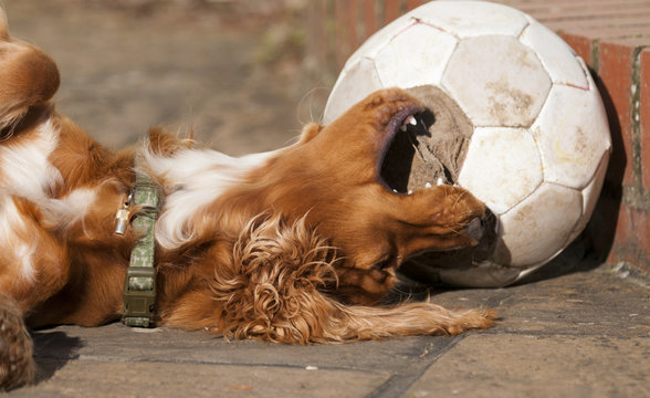 Sprocker playing with ball