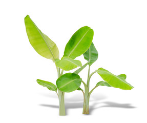 young banana tree isolated on white background. File contains a clipping path.