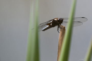 Broad-bodied chaser dragonfly (Libellula depressa) resting on reed