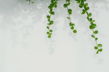 White background with green leaf and shadow leaves.