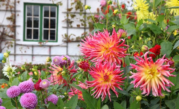 garten mit dalien am haus