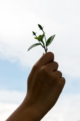 close-up the hand holding a seed on the sky background