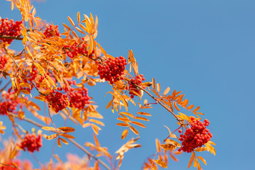 autumn rowan against the blue sky