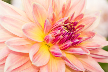 Textures beautiful  flower close-up detail  by Macro lens .