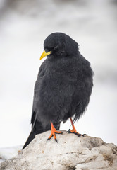 Bird on the stone. Natural composition with animal